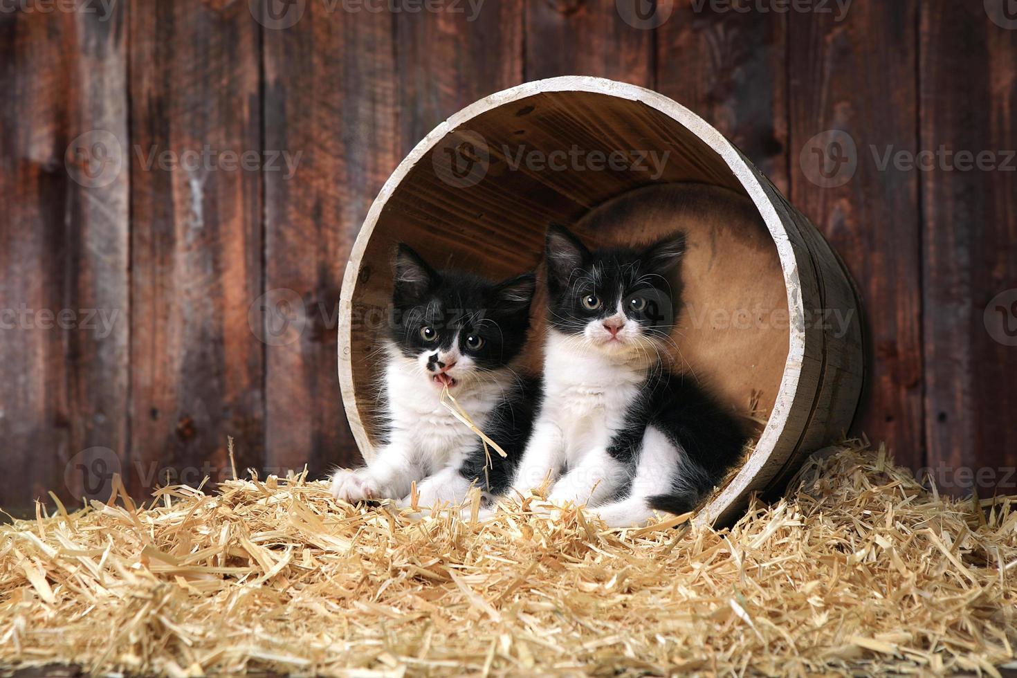 gatinhos fofos e adoráveis em um celeiro com feno foto