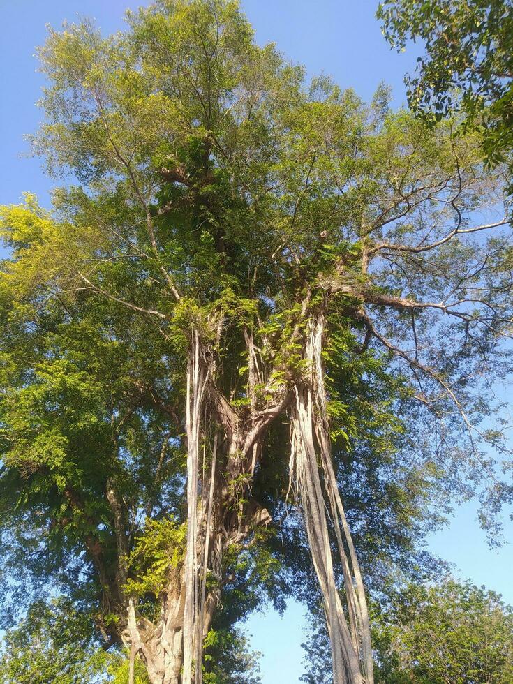 sombrio árvores dentro a floresta, luz solar penetrante a árvore folhas foto