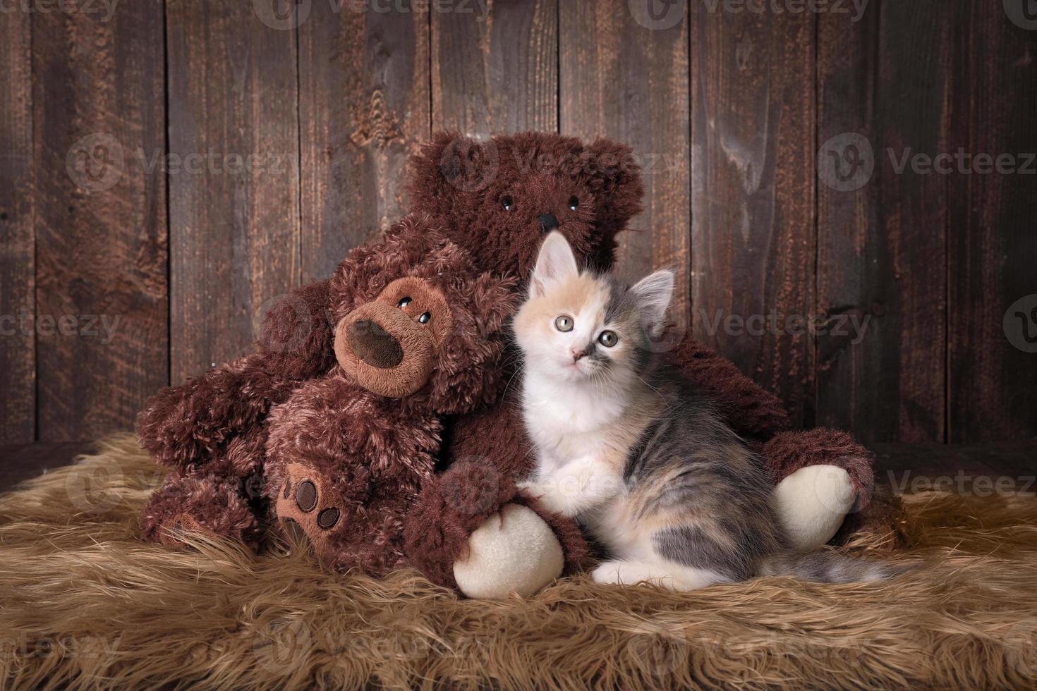 gatinho fofo e adorável foto