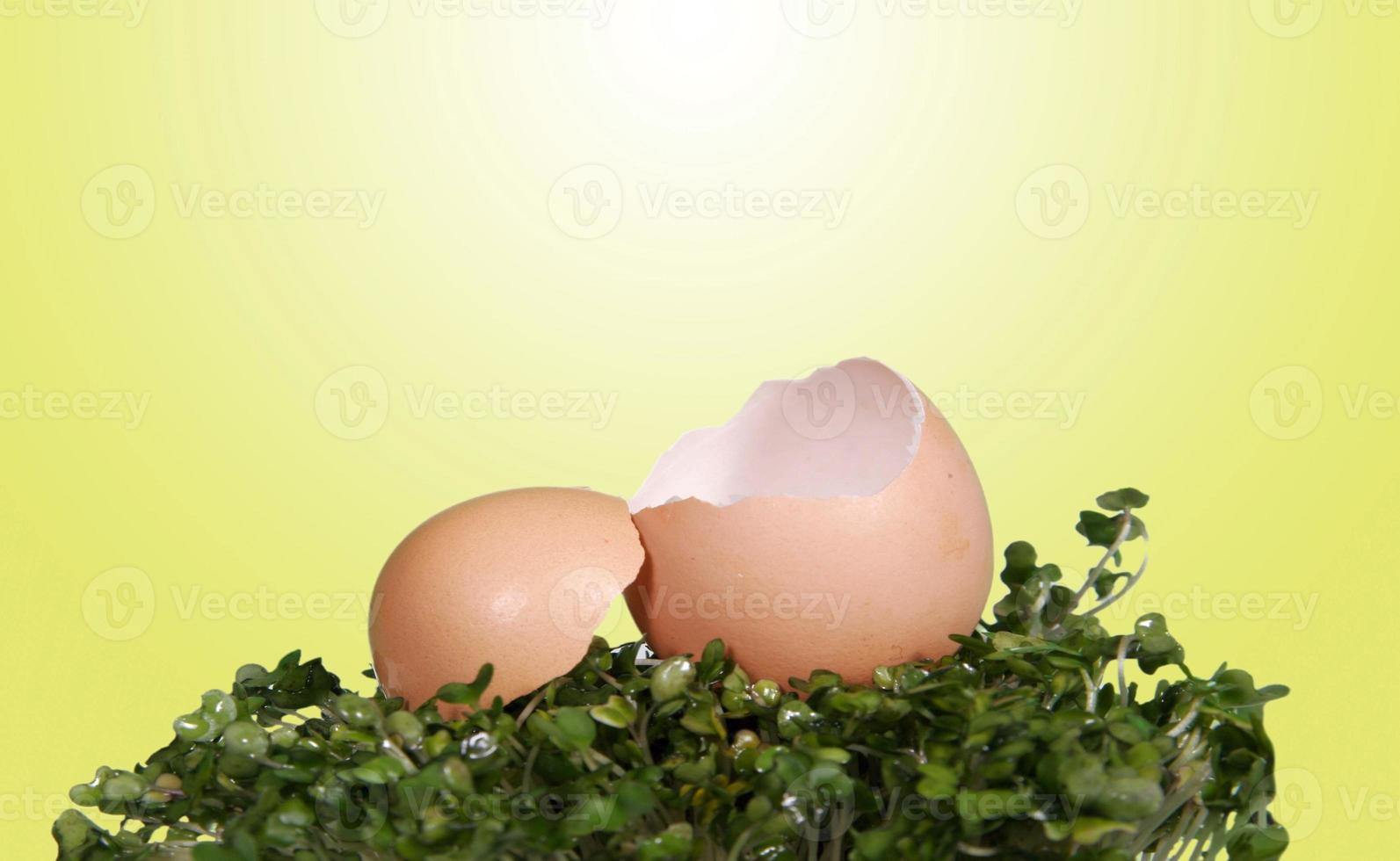 fundo de foto de fantasia de ovo rachado aberto para manipulação digital