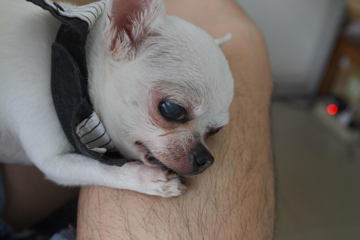 cachorro branco closeup no dono foto