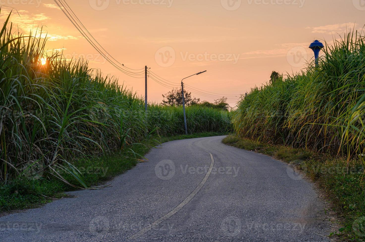 pôr do sol na plantação de cana-de-açúcar com estrada de asfalto foto