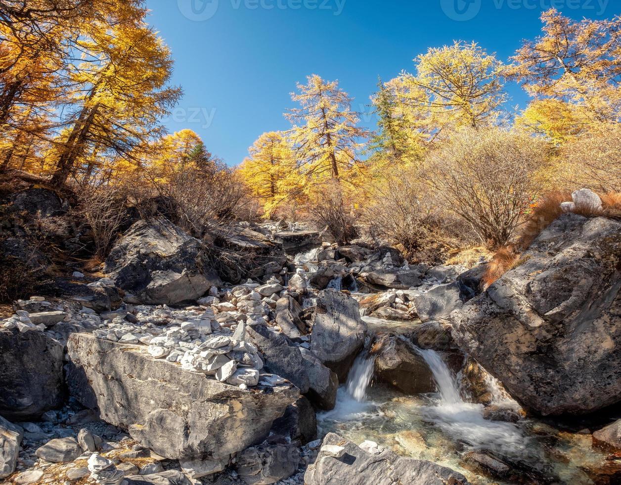 floresta de pinheiros dourados com cachoeira fluindo no outono foto