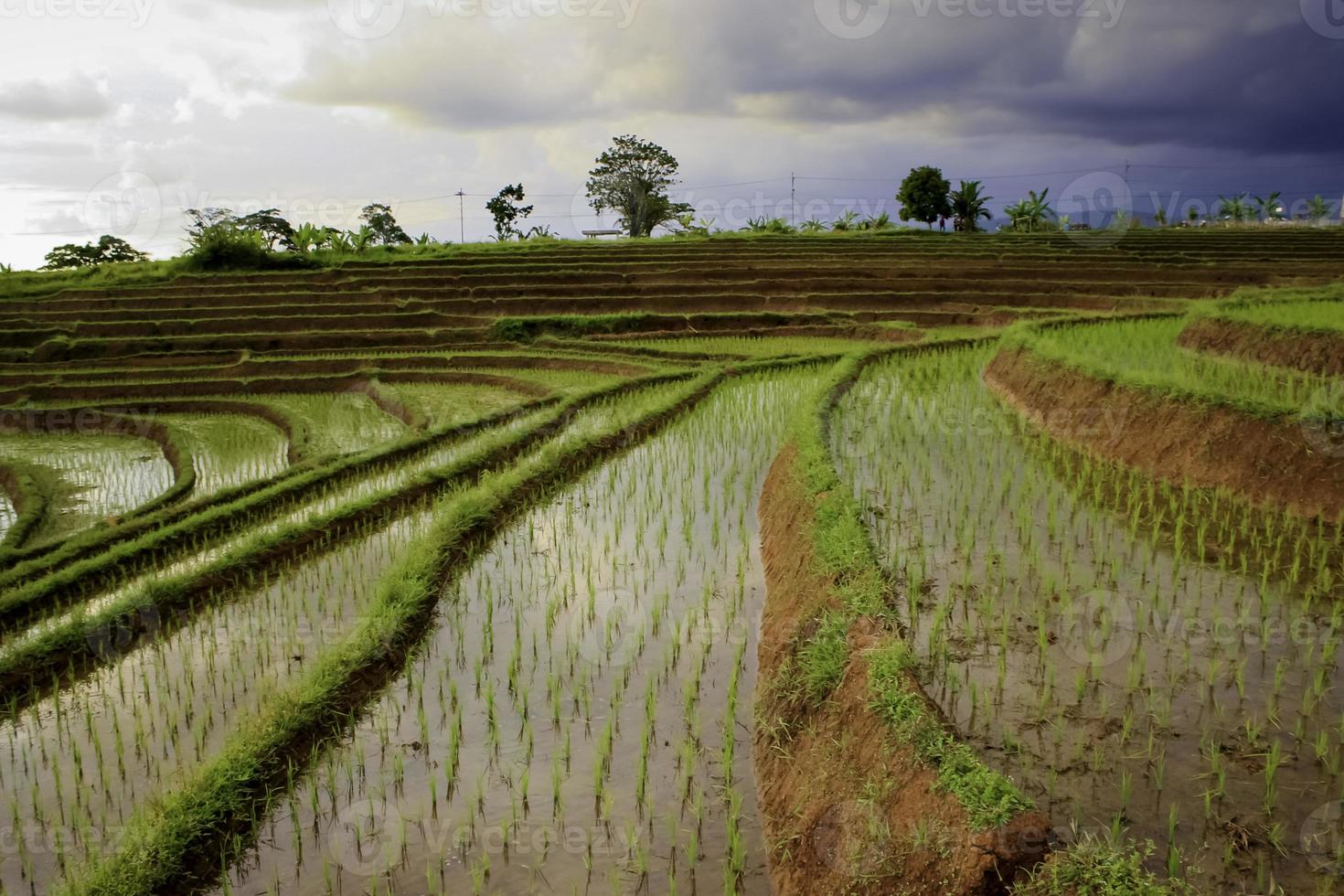 vista do campo de arroz com camadas no terraço do arroz foto