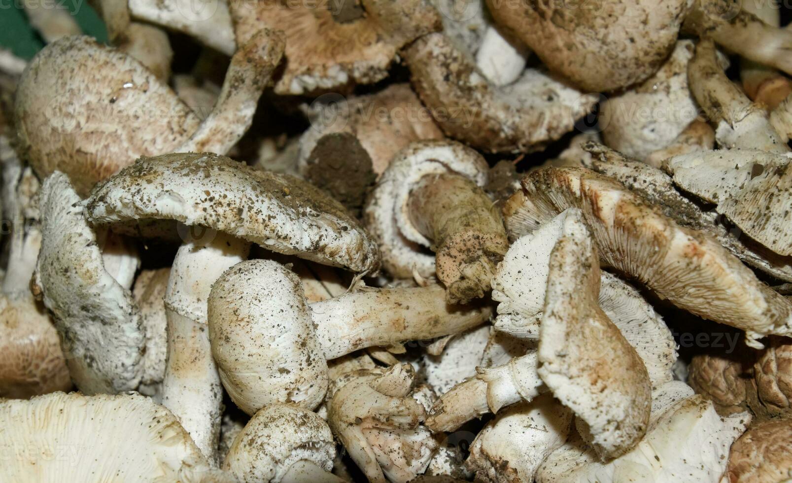 campo champignon. comestível cogumelo. cogumelos fundo textura foto