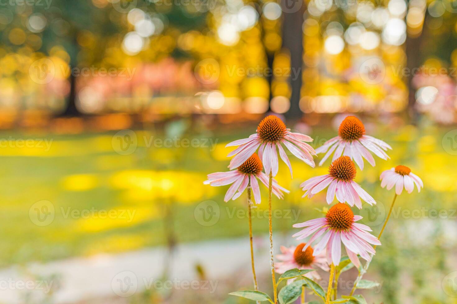 selvagem roxa cosmos flores dentro Prado dentro raios do luz solar em borrado natureza panorama parque fundo com cópia de espaço, suave foco, lindo bokeh. outono flores brilhante folhagem pano de fundo foto