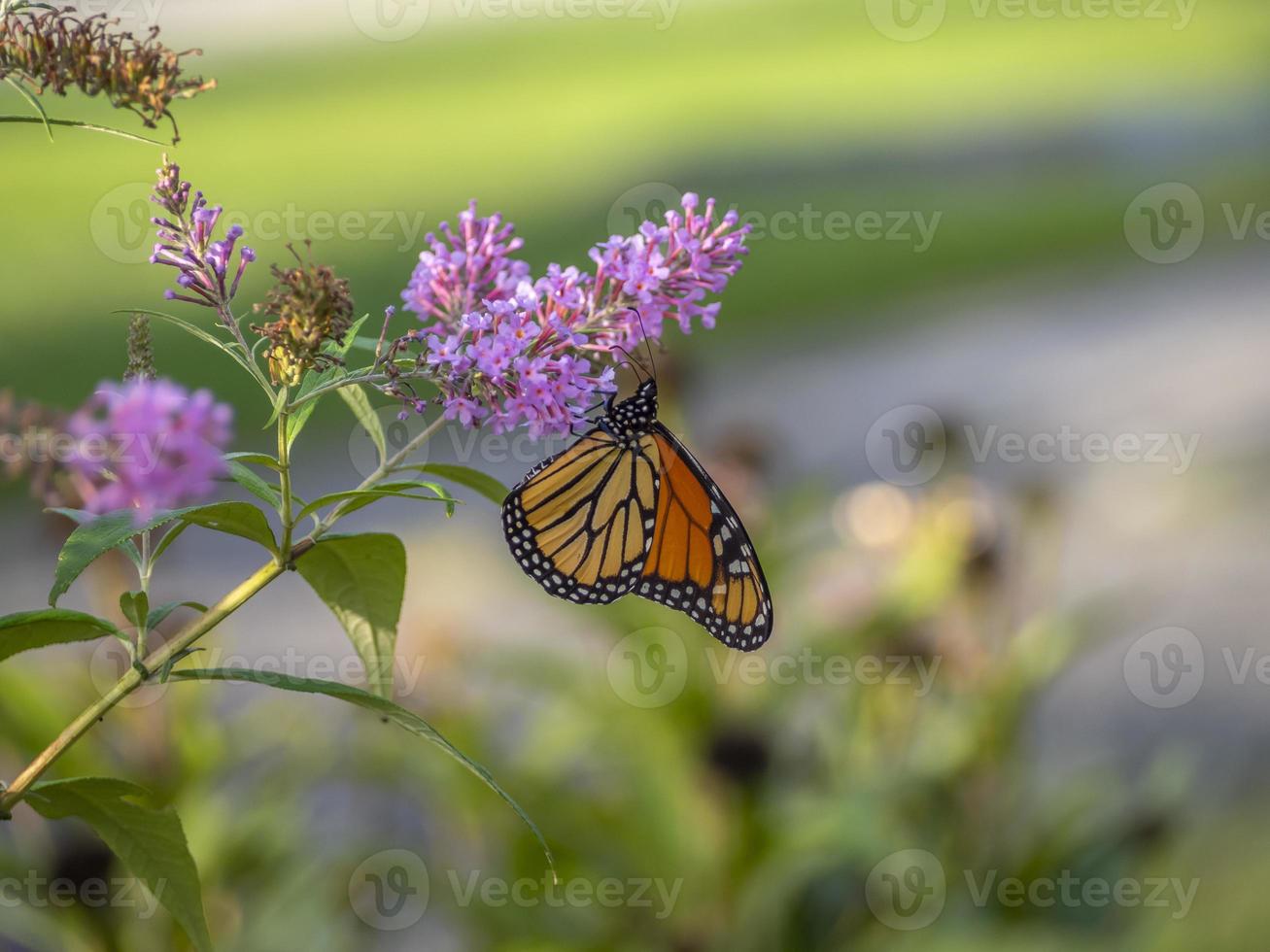 borboleta monarca, danaus plexippus, foto