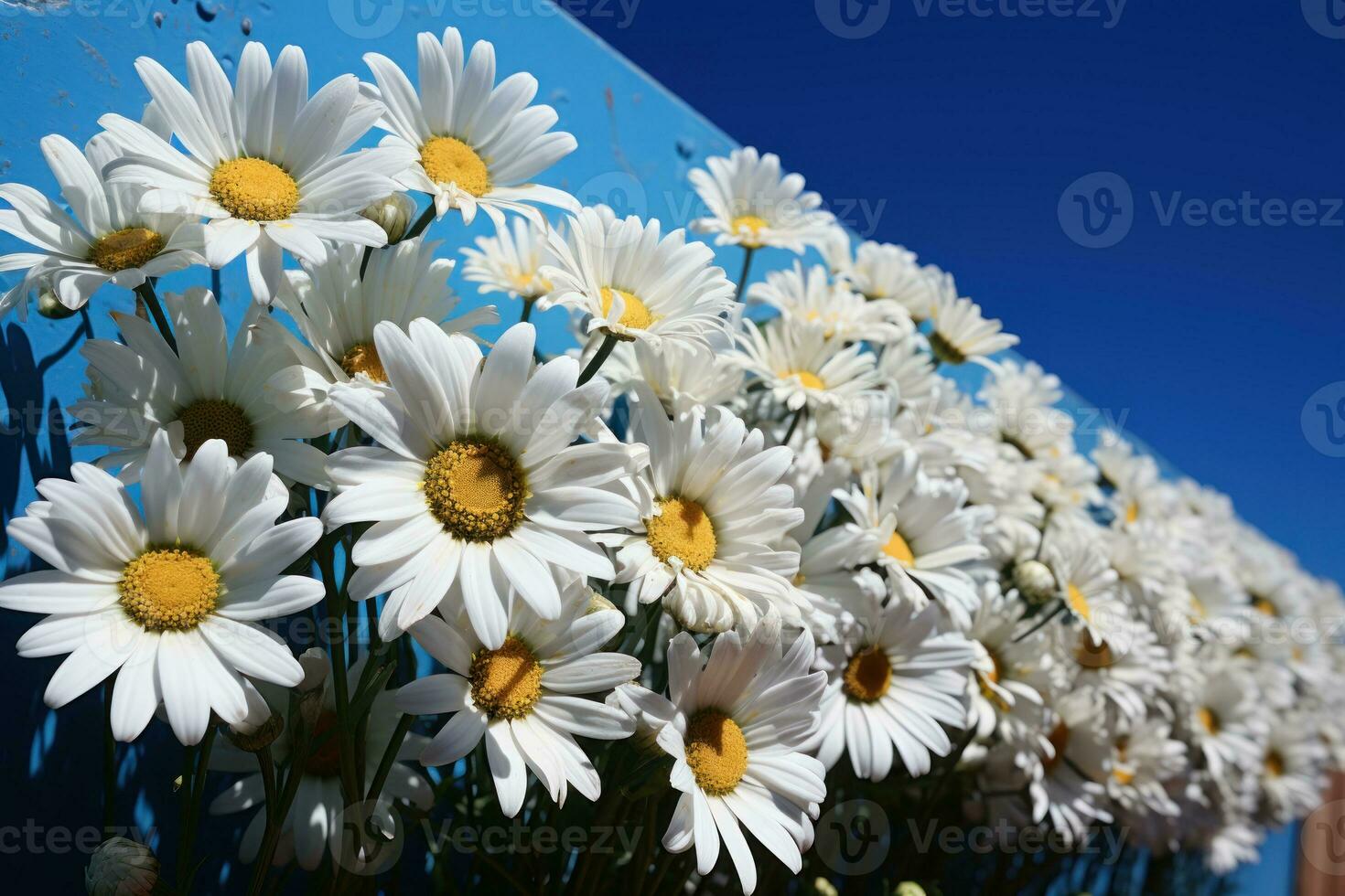 ai gerado conexão margarida cadeia simbólico unidade, Primavera sessão fotos