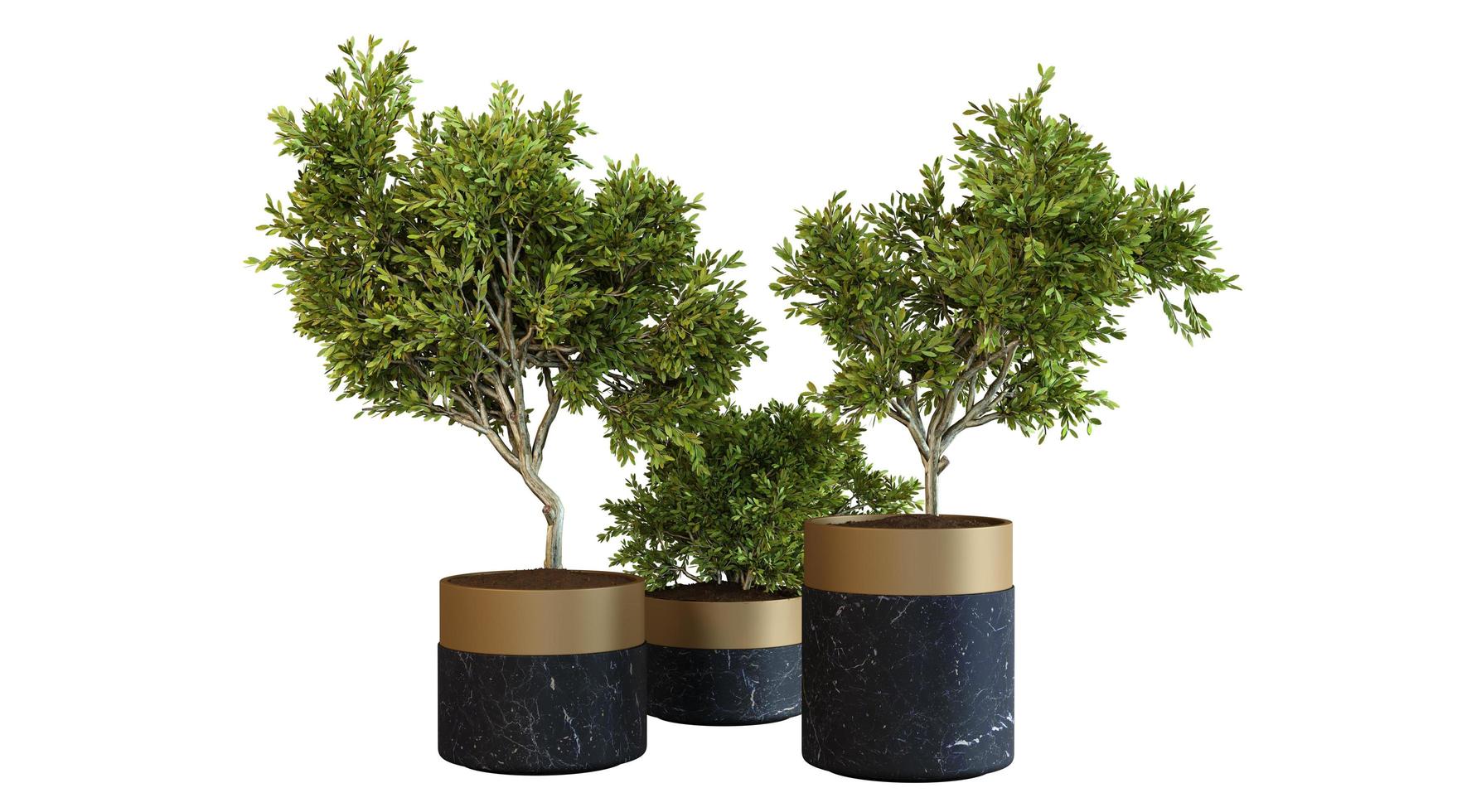 plantas de casa em vaso de mármore preto renderização 3d foto