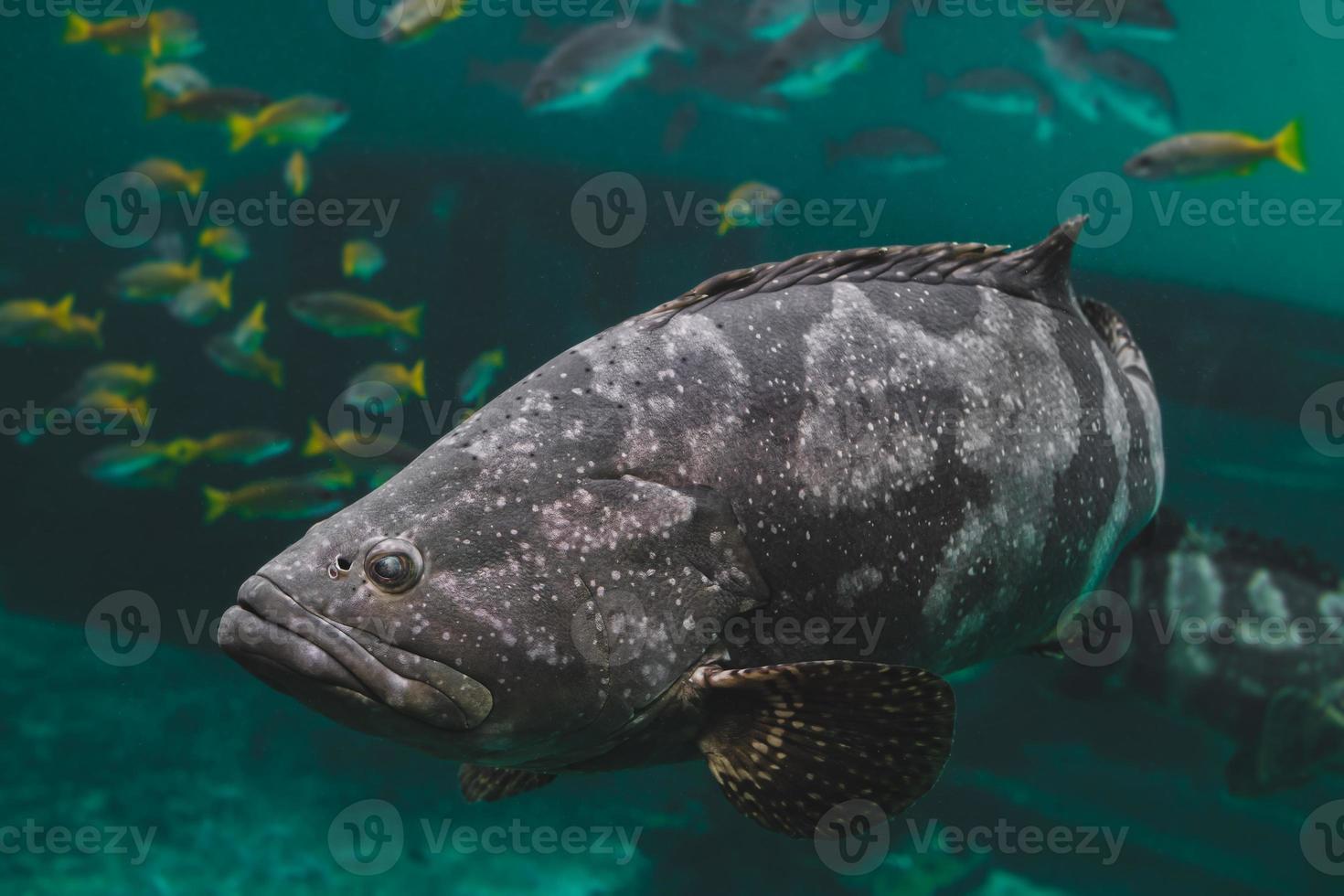 garoupa gigante ou peixe garoupa pintada de marrom. foto