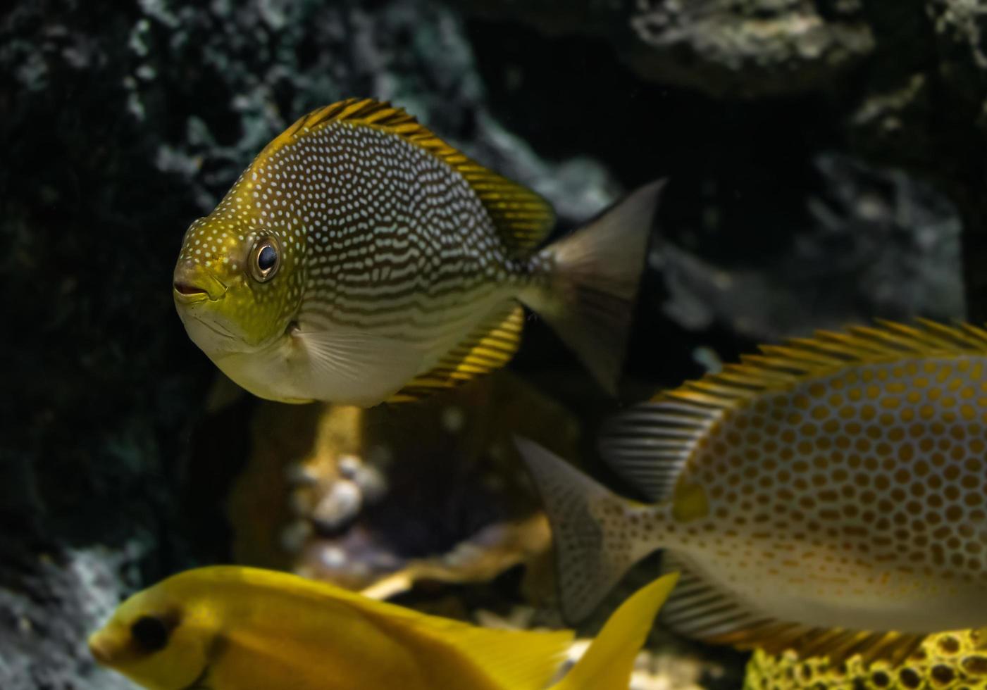 peixe coelho java ao vivo na água. foto