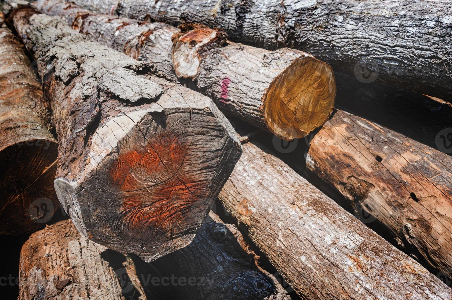 troncos de madeira hopea odorata empilhados. foto