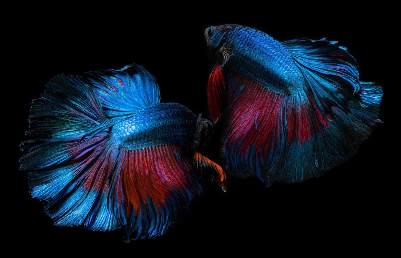 peixe betta azul e vermelho ou luta siamesa. foto