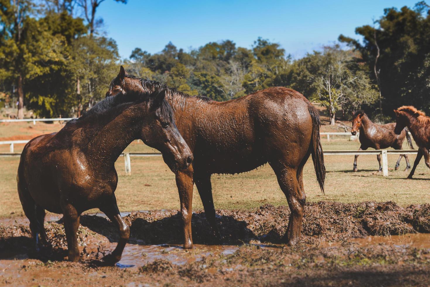 cavalo preto na lama da fazenda. foto