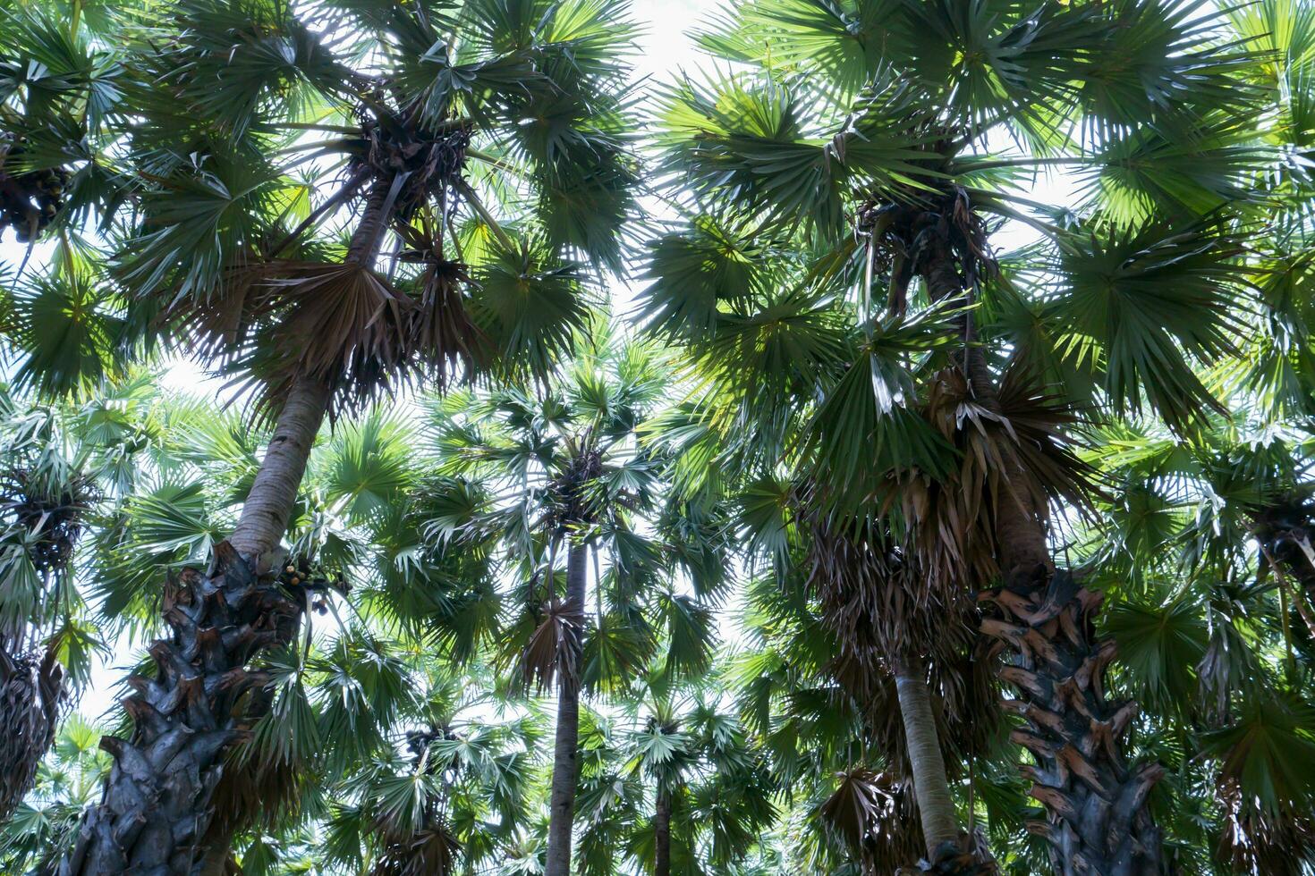 toddy Palma árvore em Fazenda foto