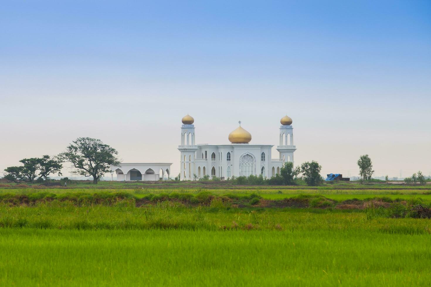 mesquita Visão em verde Relva foto