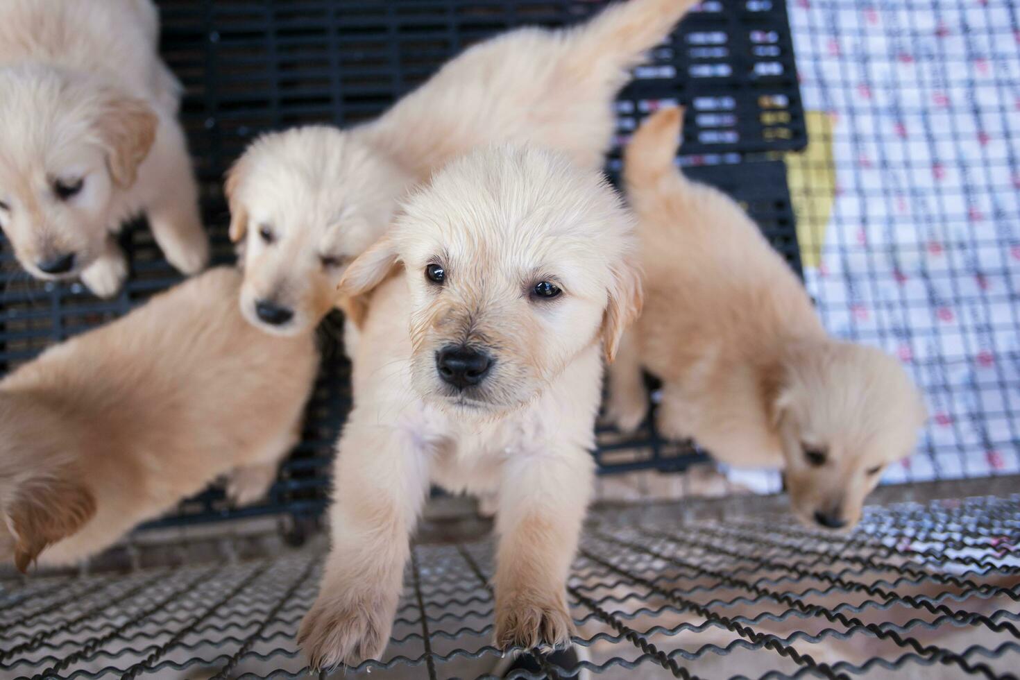 fechar acima animais de estimação foco em Câmera foto