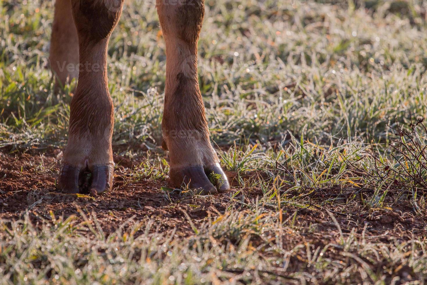 pernas de vacas marrons foto