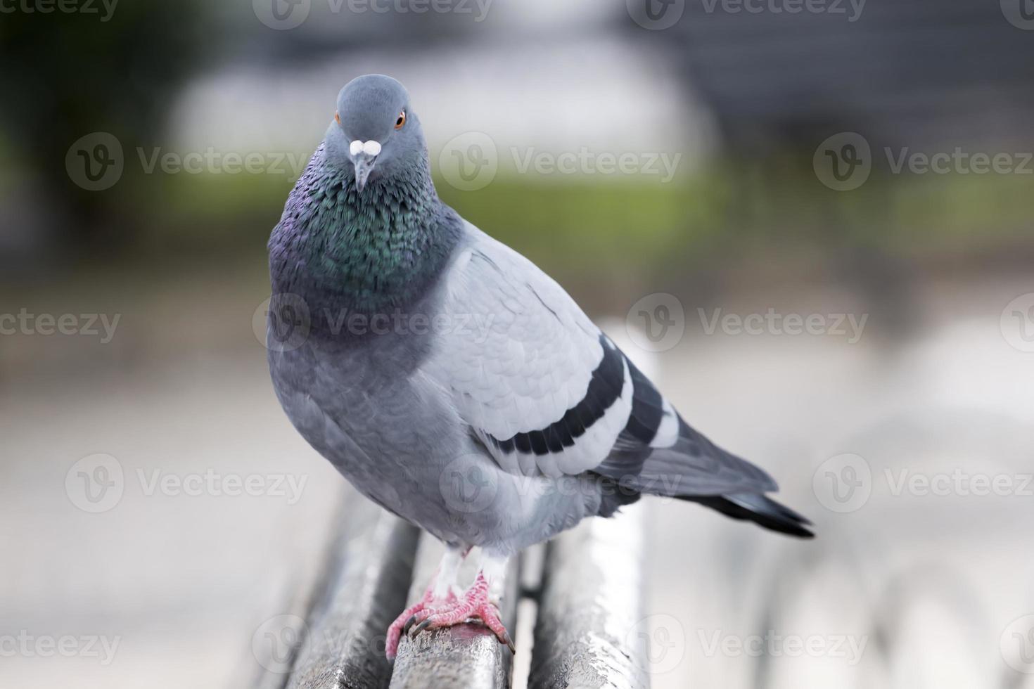 pombo curioso no banco foto