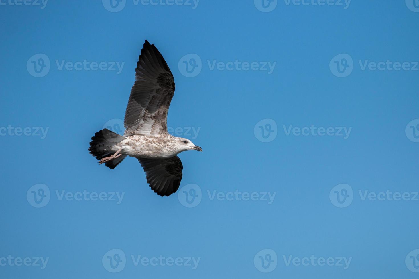 pássaro gaivota em vôo foto