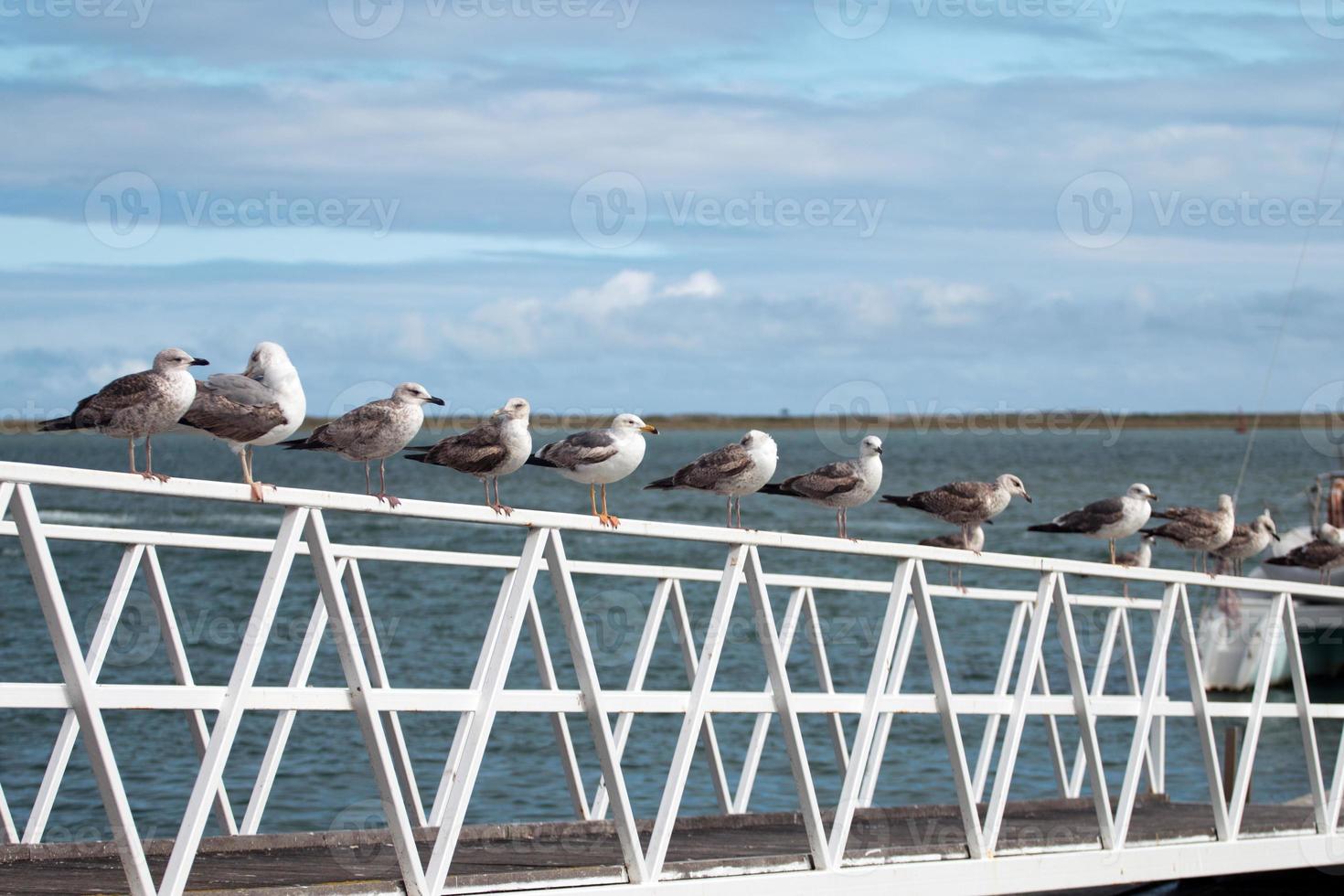 fila de gaivotas foto