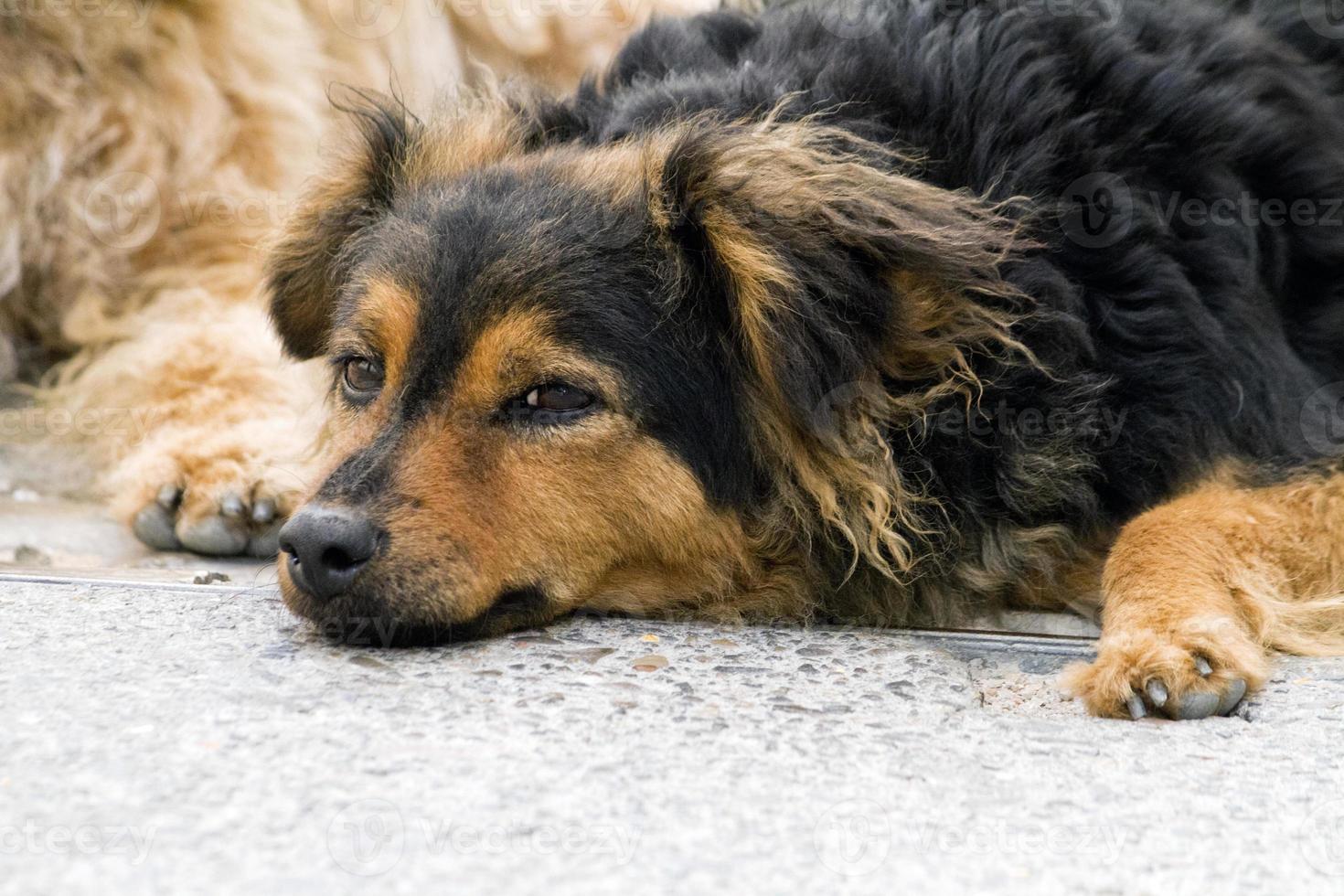 cachorro de rua abandonado foto