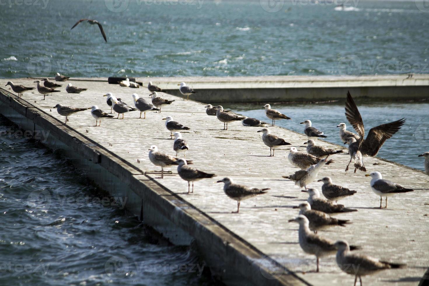 grupo de gaivotas no cais foto