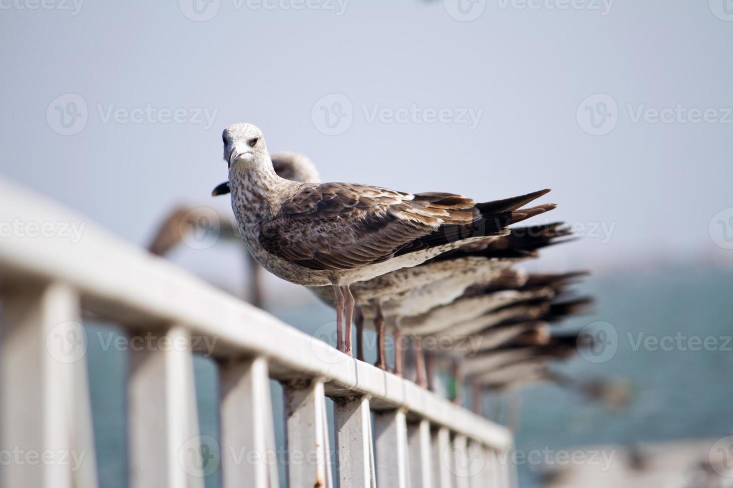 grupo de gaivotas no cais foto