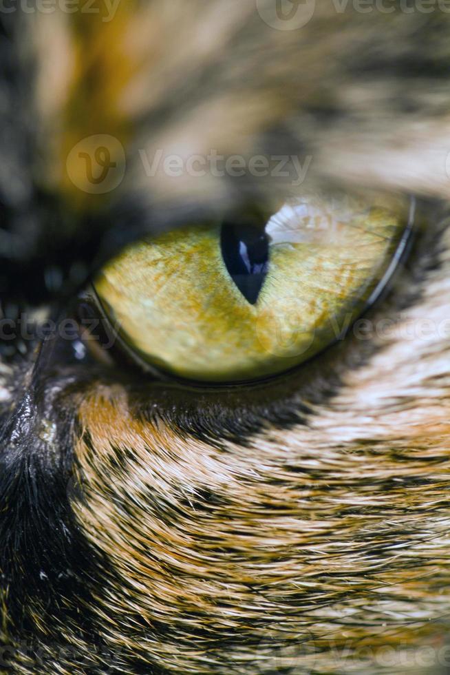detalhe do olho de gato foto