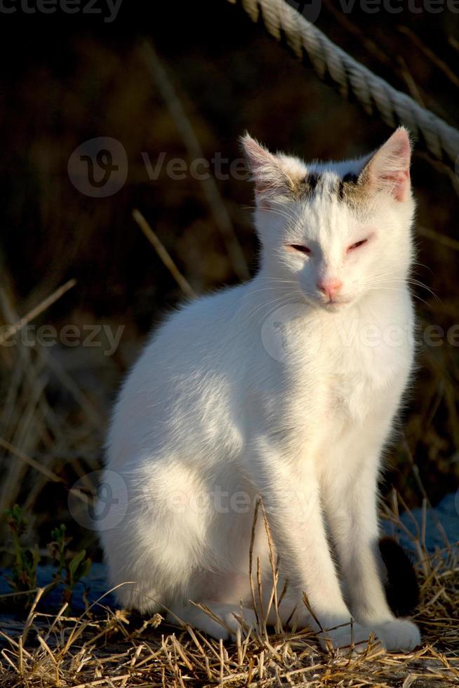 linda gata doméstica foto