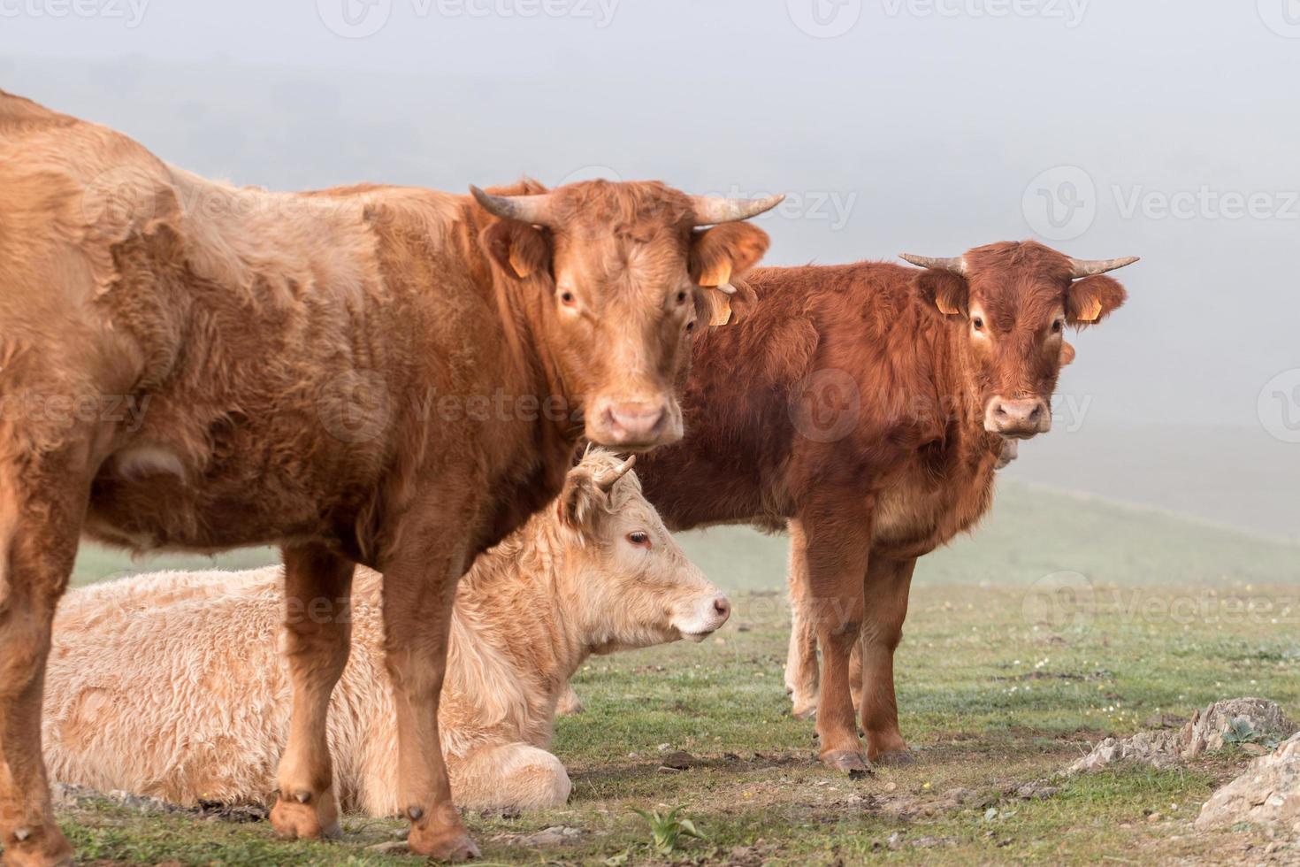 bando de vacas marrons foto