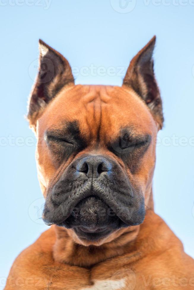 retrato de uma bela raça de cão boxer foto