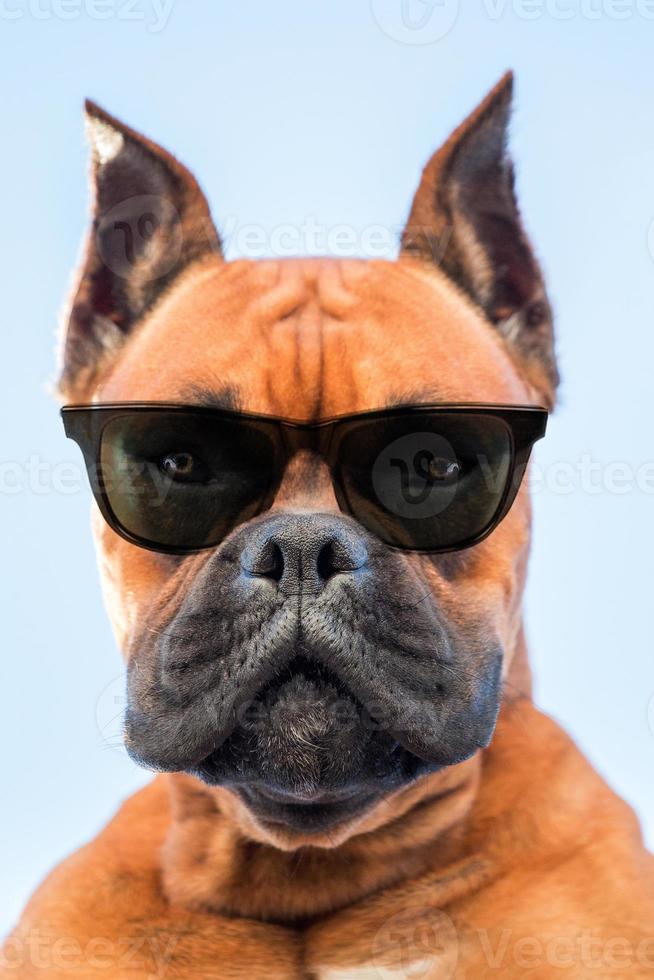 retrato de um cão boxer de raça com óculos escuros foto