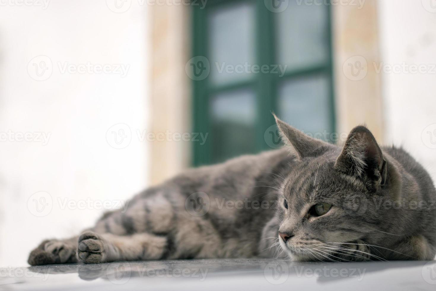 gato doméstico em cima do carro foto