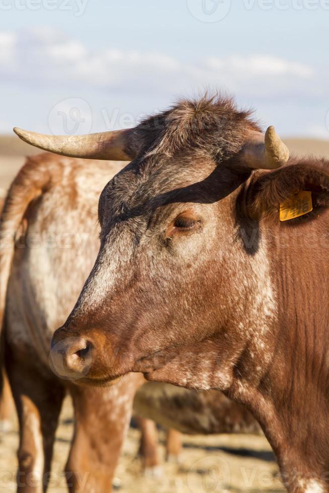 vacas marrons em terra árida foto