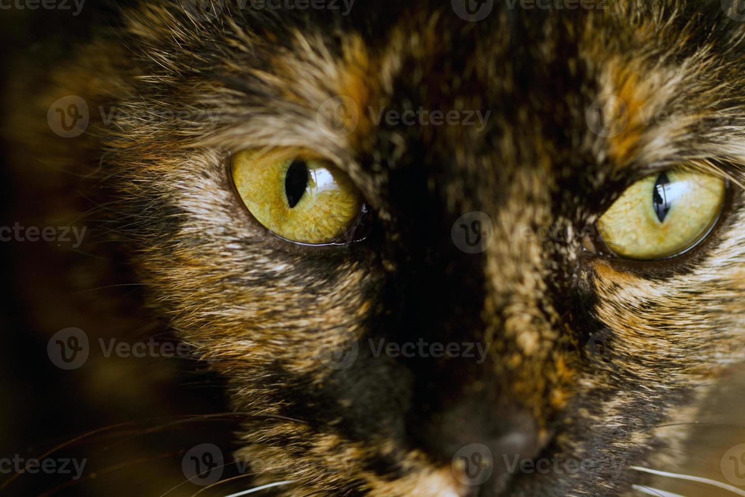 detalhe do olho de gato foto