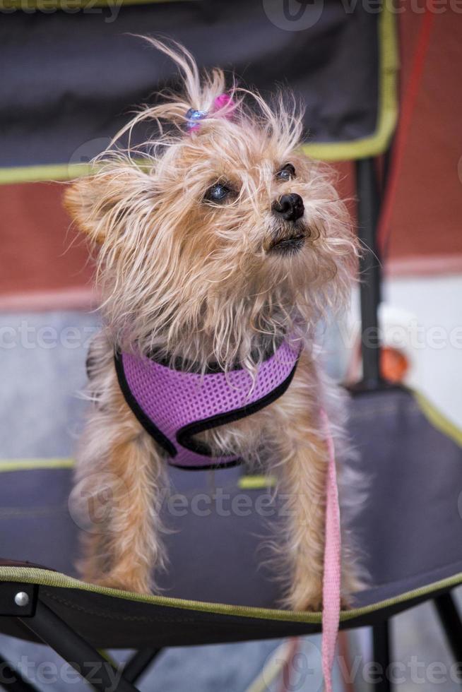 cachorro fofo em uma cadeira foto