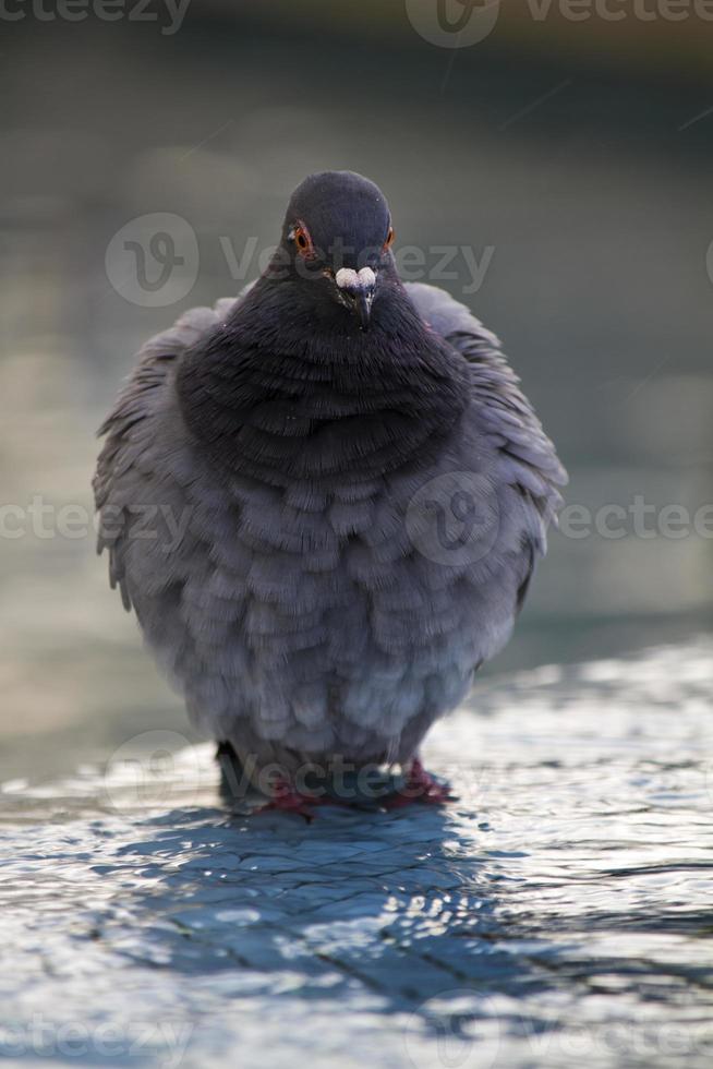 pombo urbano toma banho foto