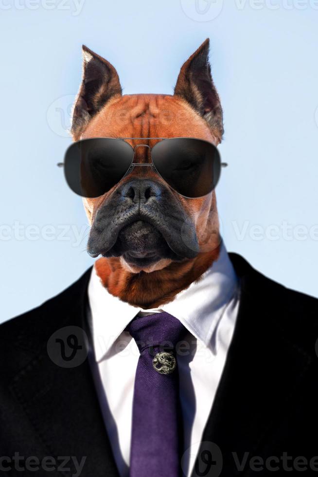 retrato de um cão boxer da raça em um terno foto