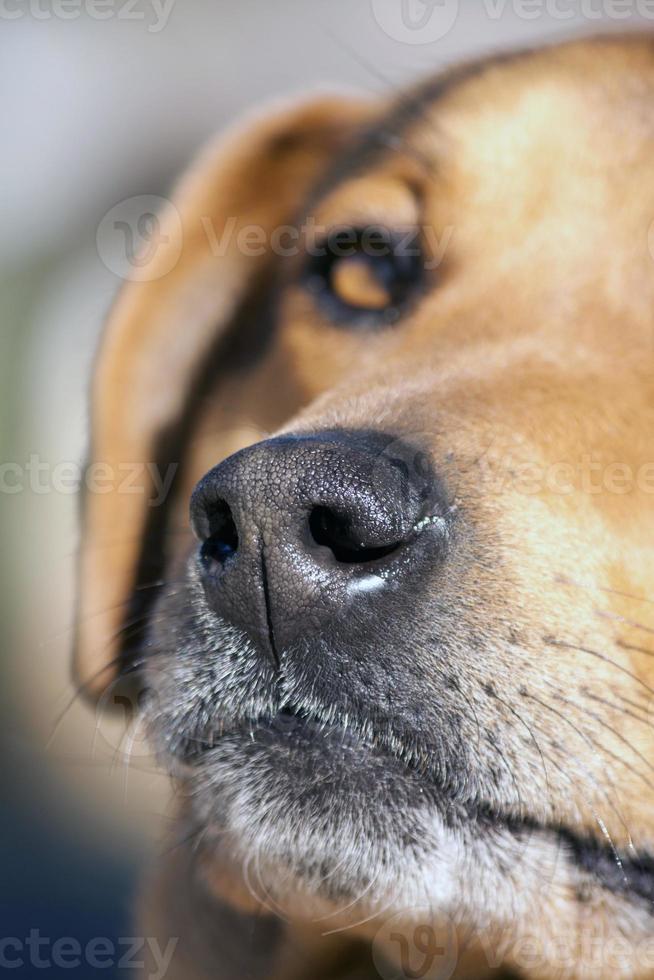 nariz de cachorro doméstico foto