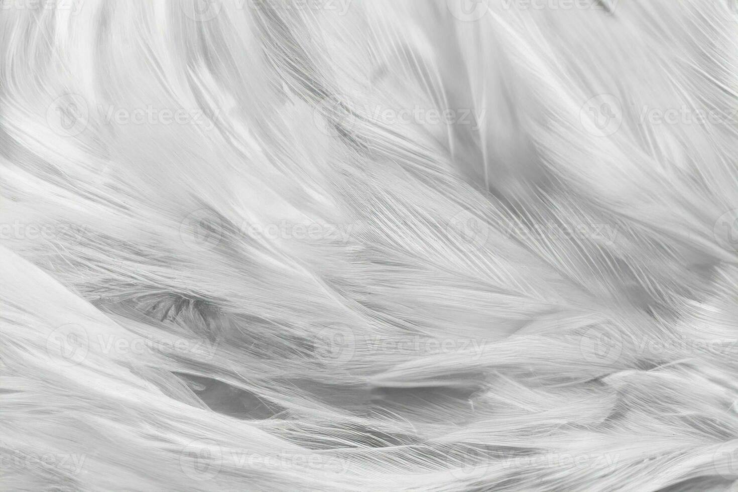 branco frango penas dentro suave e borrão estilo para fundo foto