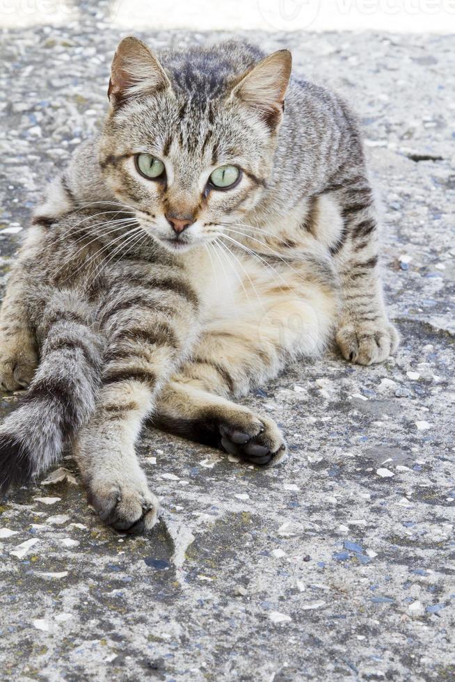 gato doméstico em pose engraçada foto