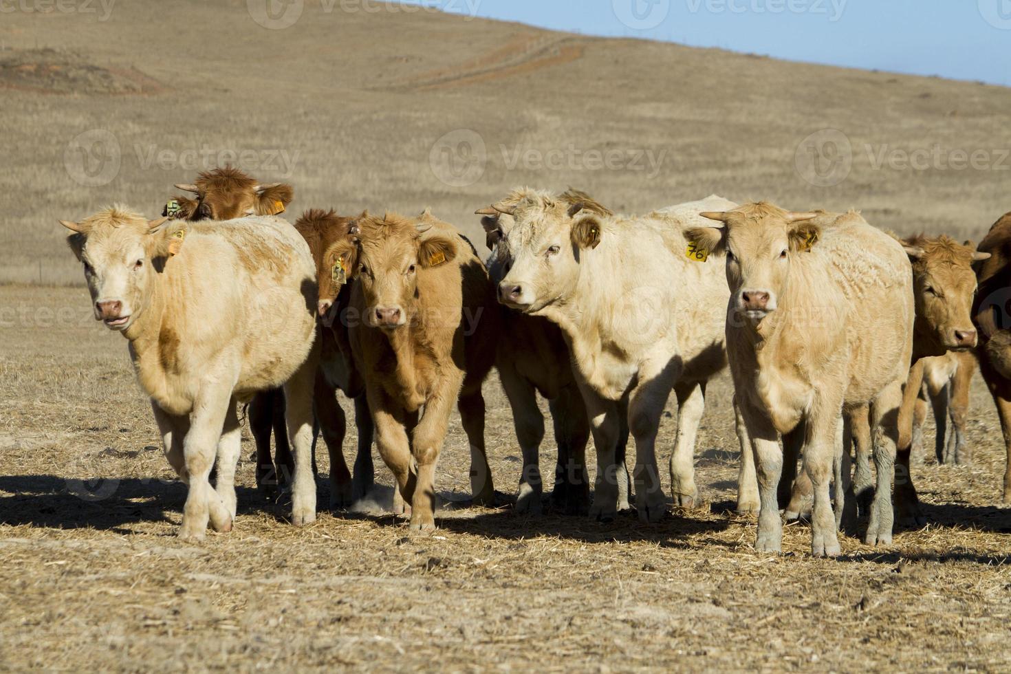 vacas marrons em terra árida foto