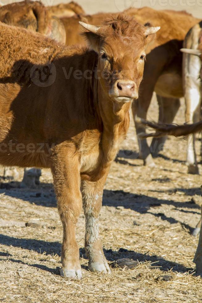 vacas marrons em terra árida foto