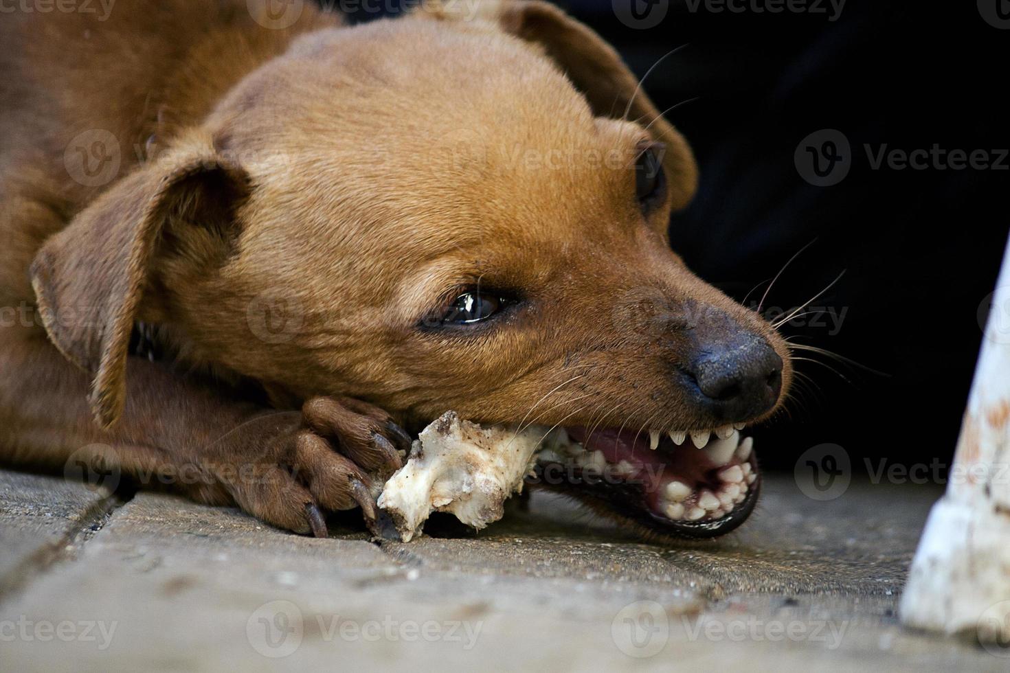 cachorro mastigando um osso foto