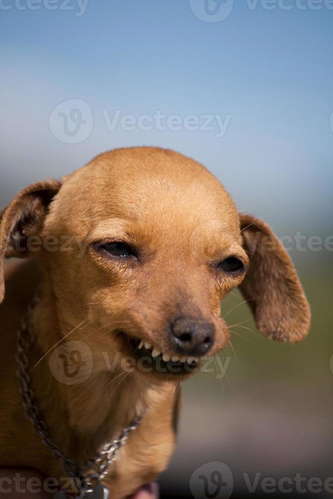 cachorro com sorriso estranho foto