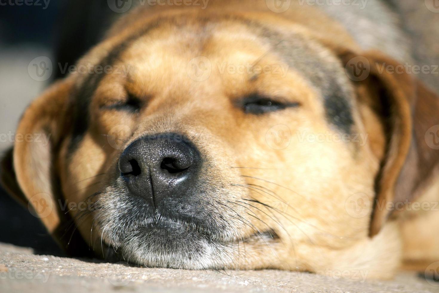 close up de cachorro preguiçoso foto