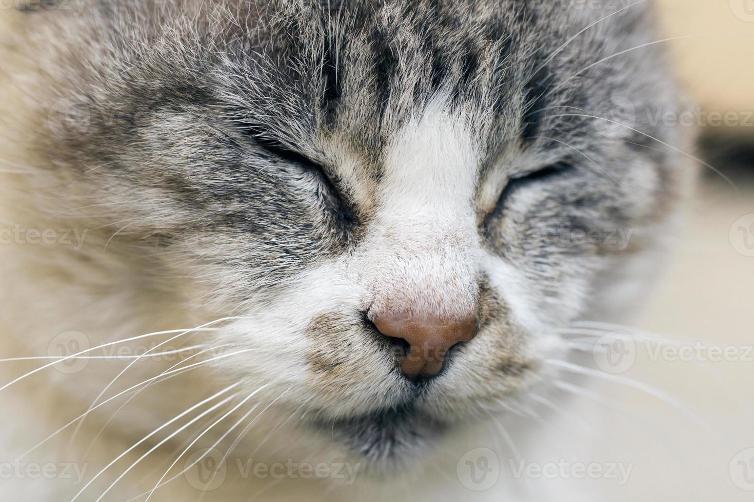 close up de gato doméstico foto