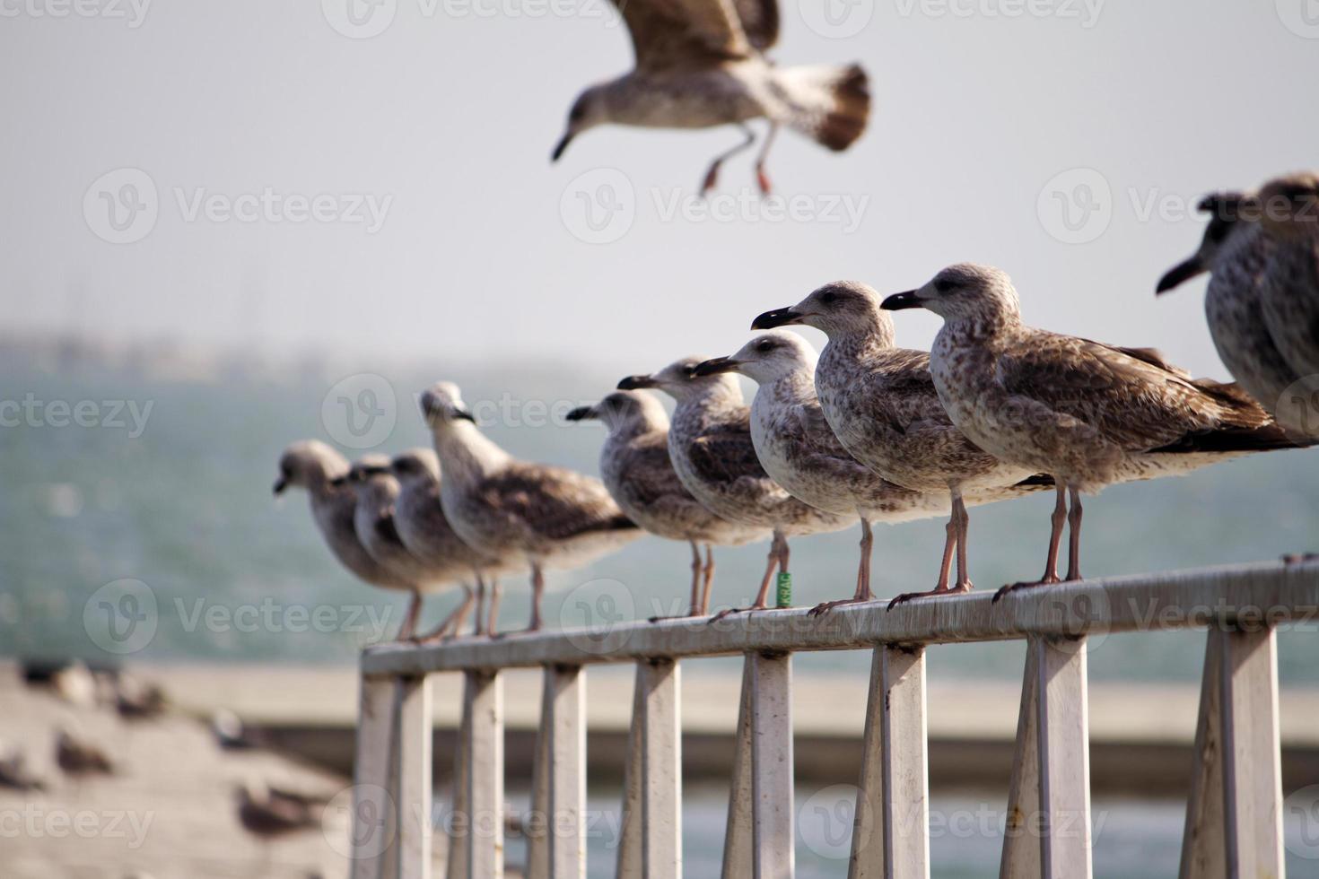 grupo de gaivotas no cais foto