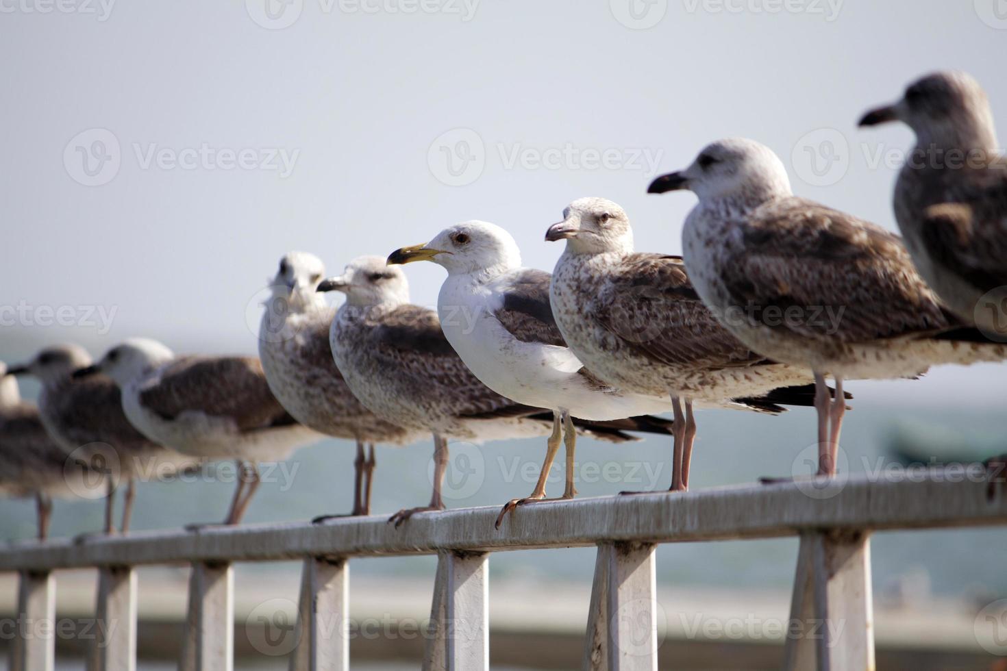 grupo de gaivotas no cais foto